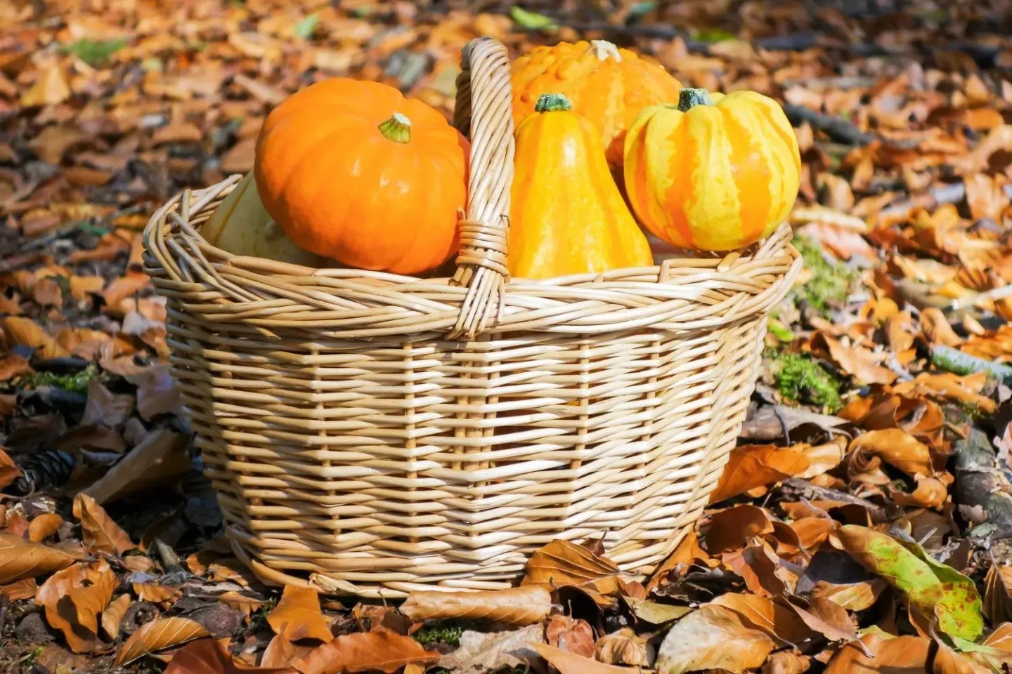 Ein Korb mit Kürbissen steht auf einem Laubboden.