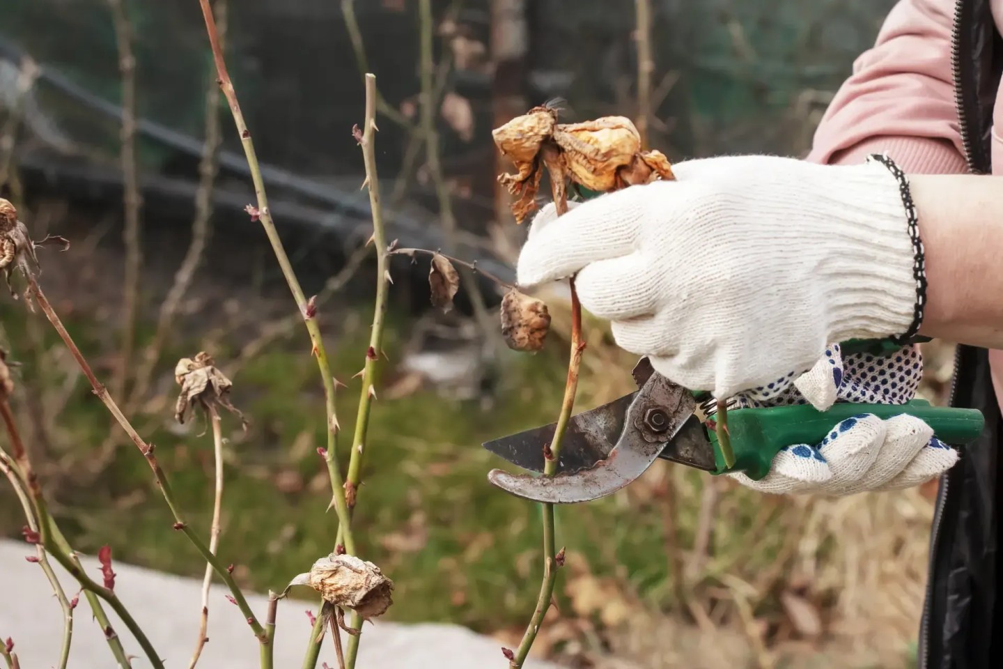 Eine Hand hält eine Gartenschere in den Händen und schneidet eine Rose.